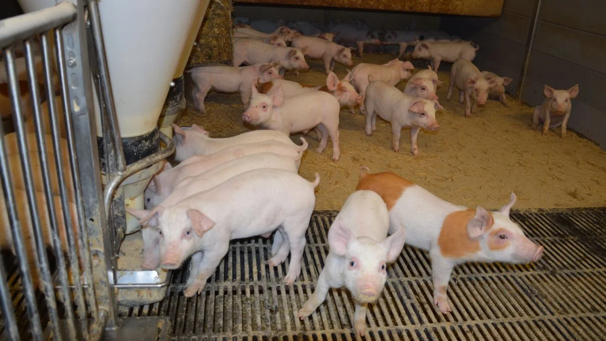 Den tyske VEZG-smågrisenotering steg fredag med 2 euro til 64 euro, mens noteringen for 8-kilos grise steg med 1,20 euro til 39 euro. Arkivfoto: Camilla Bønløkke