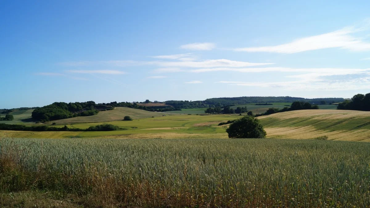 Bioordninger, der giver støtte til eksempelvis økologi, større uproduktive arealer og dyrkning til plantebaserede fødevarer, skal i dettes forår søges for første gang. Arkivfoto. 