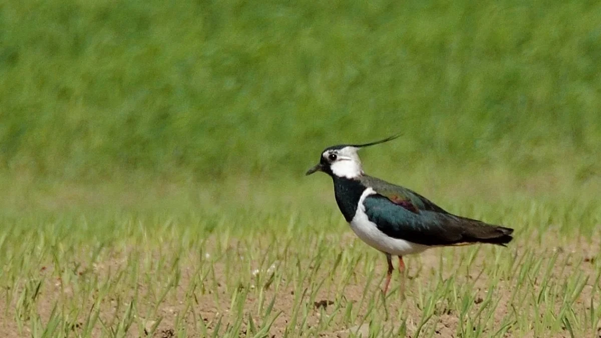 Naturstyrelsen håber, at den mere sammenhængende natur vil skabe bedre forhold for blandt andet viberne. Foto: Colourbox