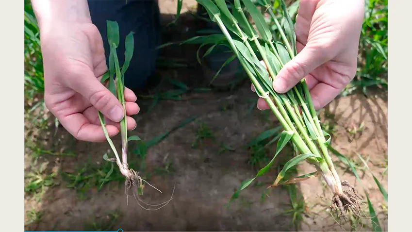 Fosformangel påvirker plantens buskning. Billedet er fra et forsøg i vårbyg. Planten til venstre stammer fra en behandling uden fosfor, mens planten til højre stammer fra en behandling med placering af 60 kg fosfor pr. ha. Fotos: Seges Innovation.