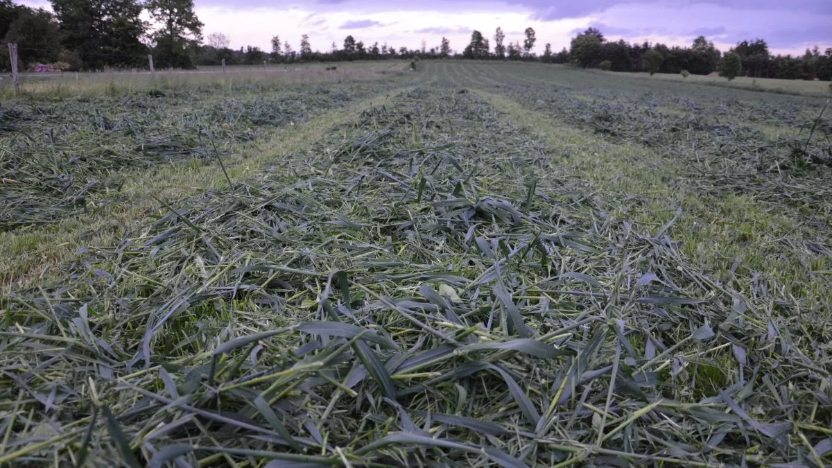 Der blev taget to slæt, inden hestene blev lukket ud på græsset i september. Her et foto, fra da der blevet taget første slæt. Foto: Eva Lind Gleerup