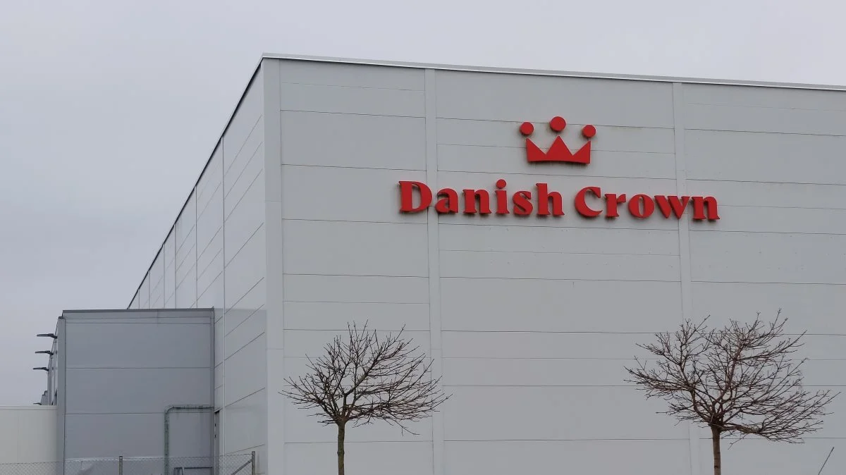 Danish Crowns kreaturslagteri i Holsted er knapt ti år gammelt og er løbende blevet udviklet og udvidet. Foto: John Ankersen