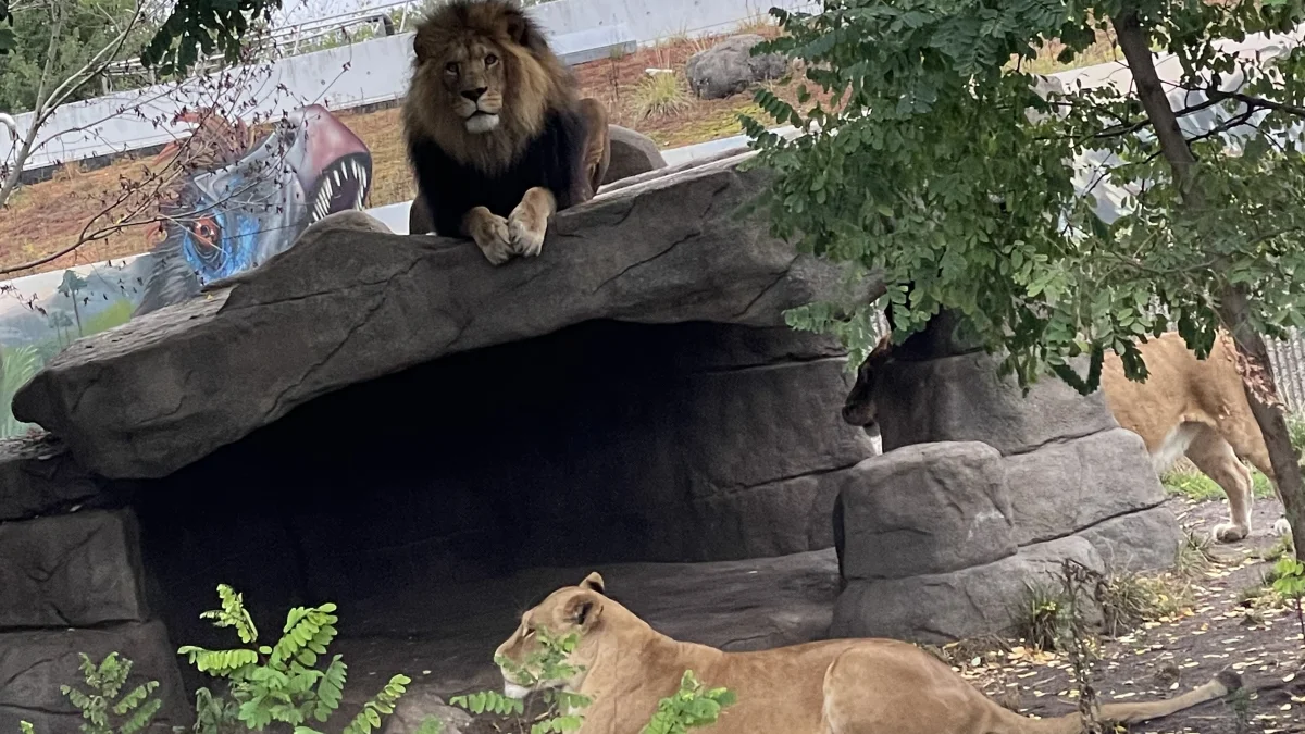 Københavns Zoo har givet løveanlæggets voldgrav en opstrammer. Pressefoto
