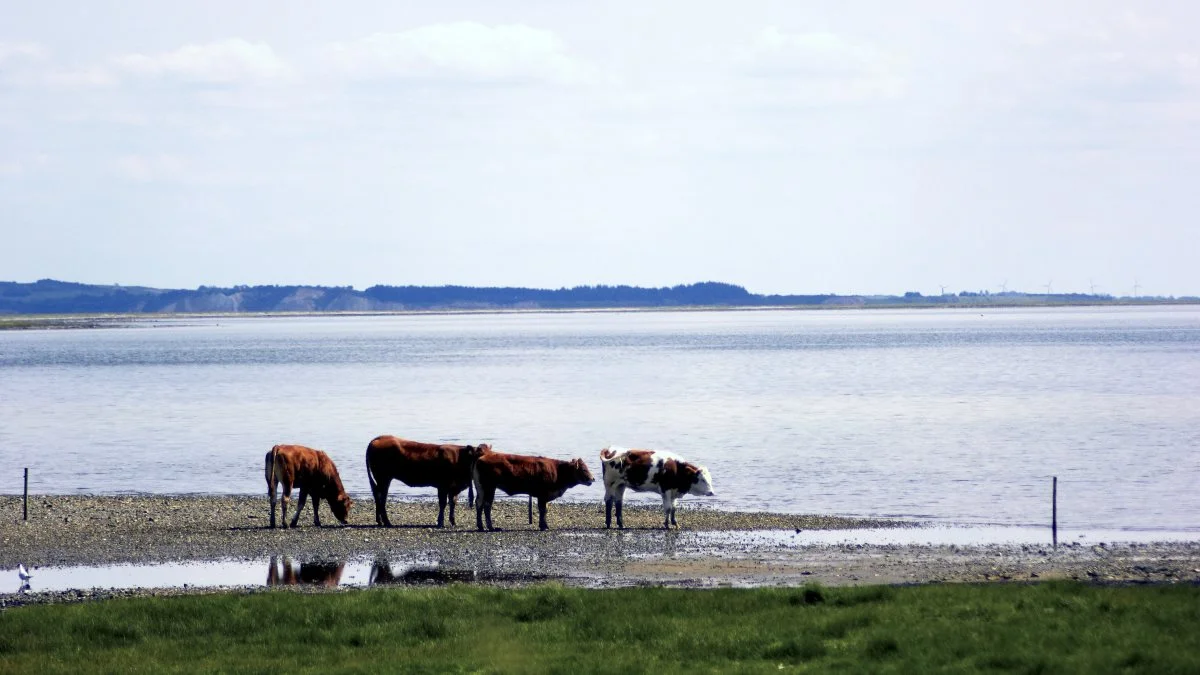 Arkivfoto