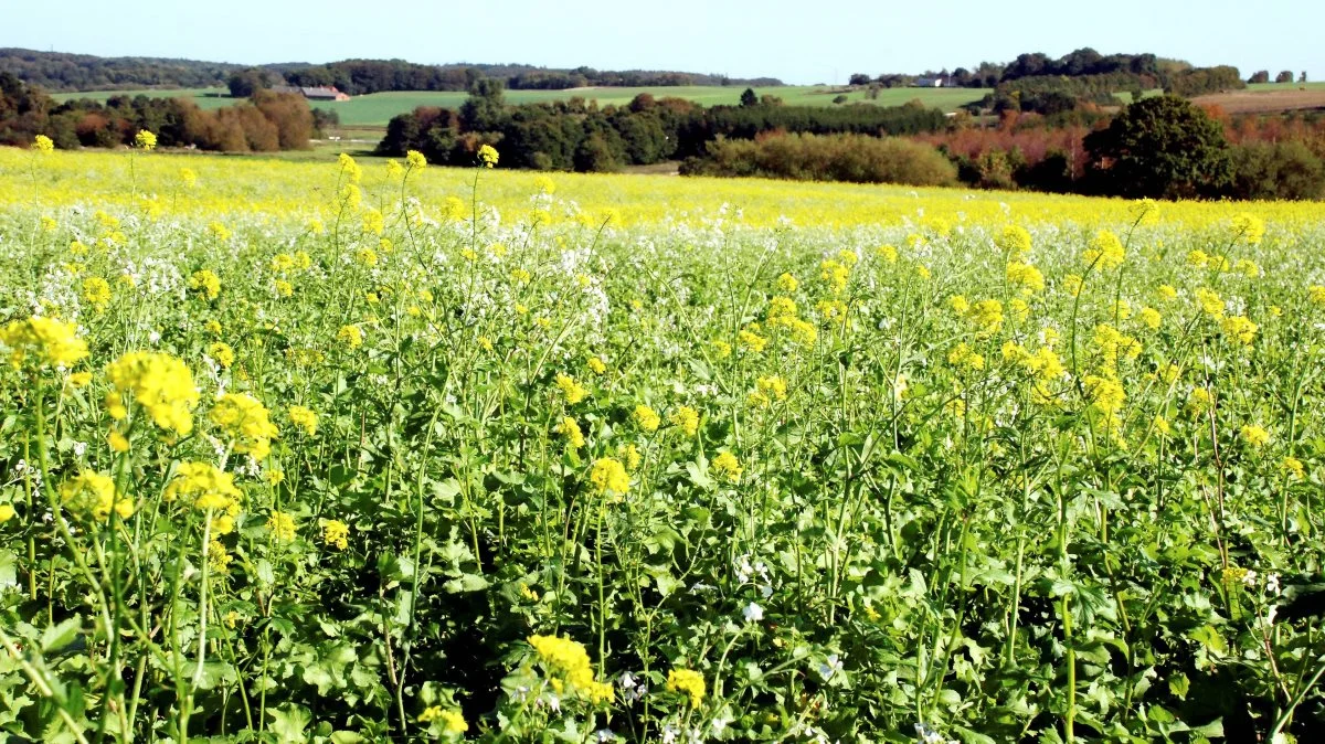 Efterafgrøder af korsblomstrede, honningurt, m.v., er hurtigt omsat og bør derfor stå på marken længst muligt.