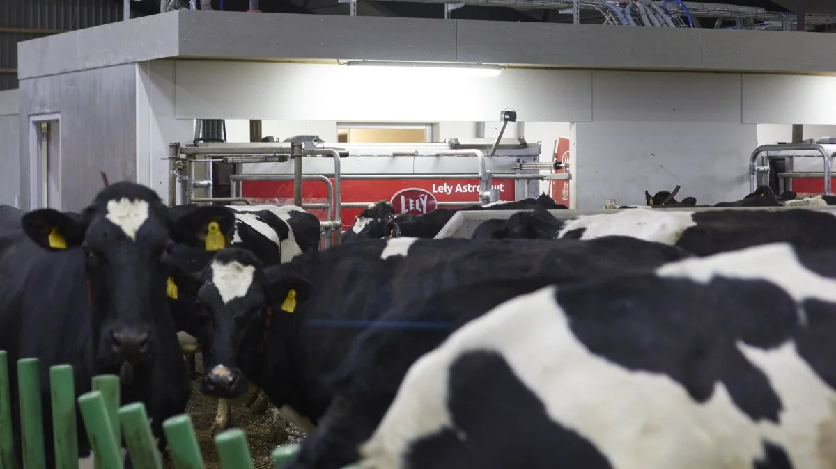 Der er installeret fire nye Lely-malkerobotter.