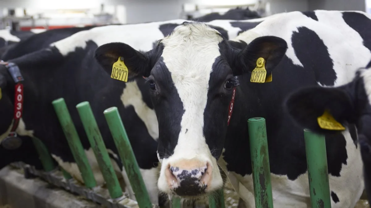 Mælkeproducenten valgte inventaret, fordi han mener, at der er mere dyrevelfærd i det.