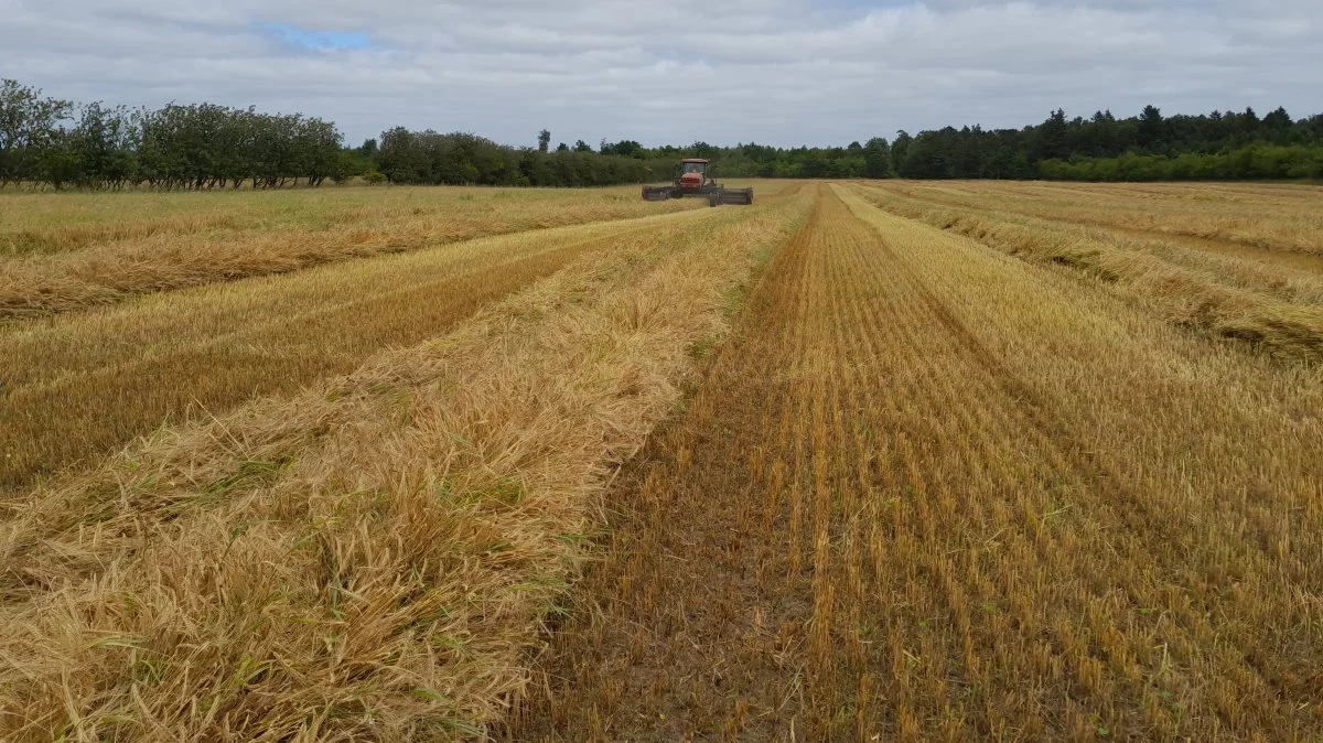 Skårlægning af kornet, hvor udbyttet ligger på 4-5 t/ha.