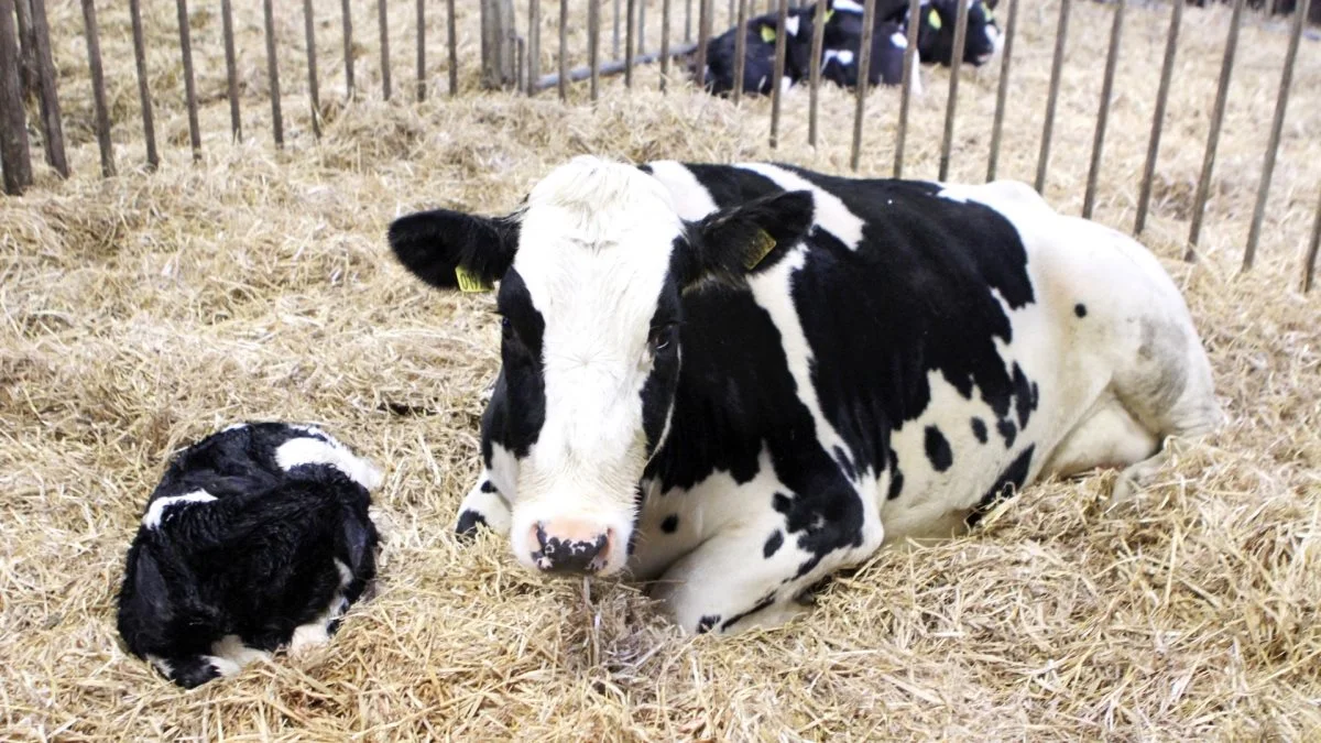 Tilbagelægningen til konventionel produktion skal være frivillig, lød budskabet fra Arla på et øko-møde i Hobro. Arkivfoto