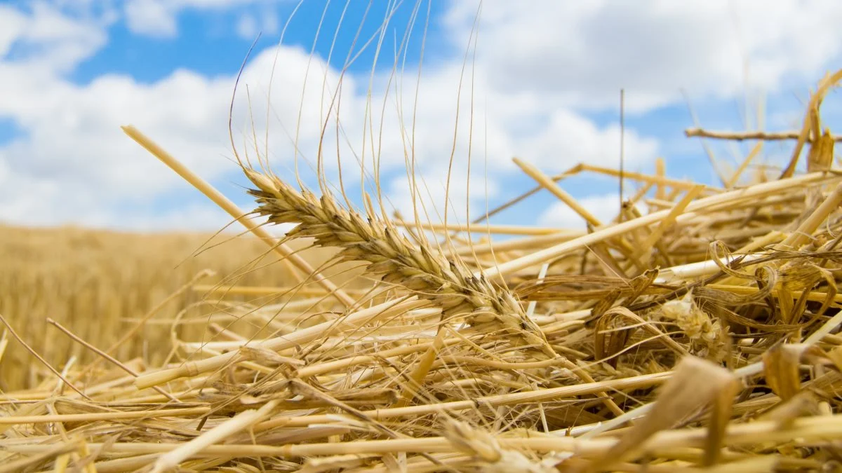 Grain from Ukraine-initiativet skal blandt andet bidrage til modvirke de stigende fødevarepriser, der særligt rammer verdens fattige. Foto: Colourbox