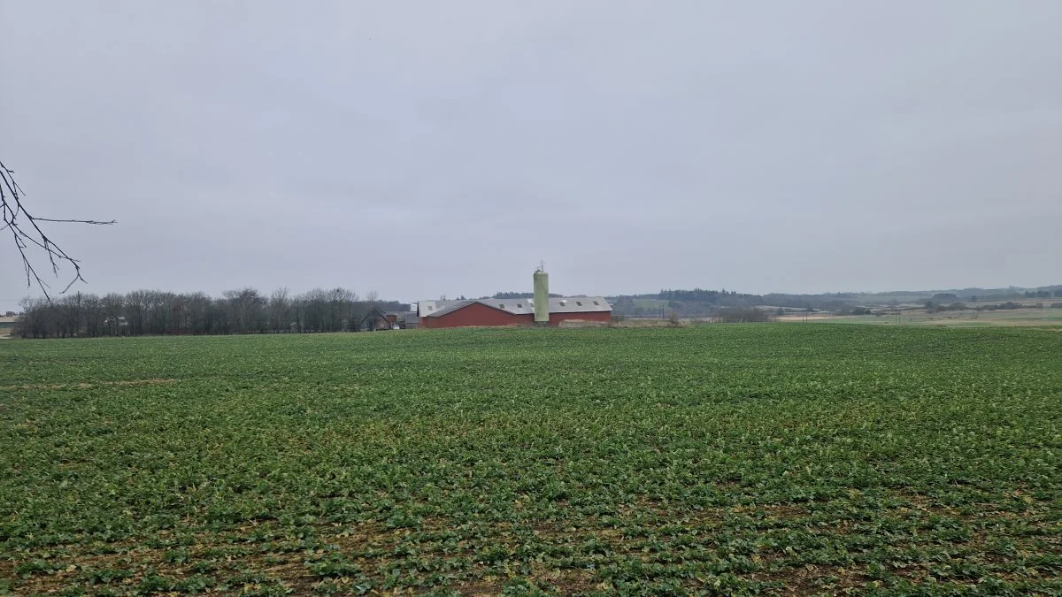 Der hører en del jord til ejendommen Vilevej 1 ved Roslev på Salling. Her ses stuehuset på afstand. Fotos: Henning K. Andersen