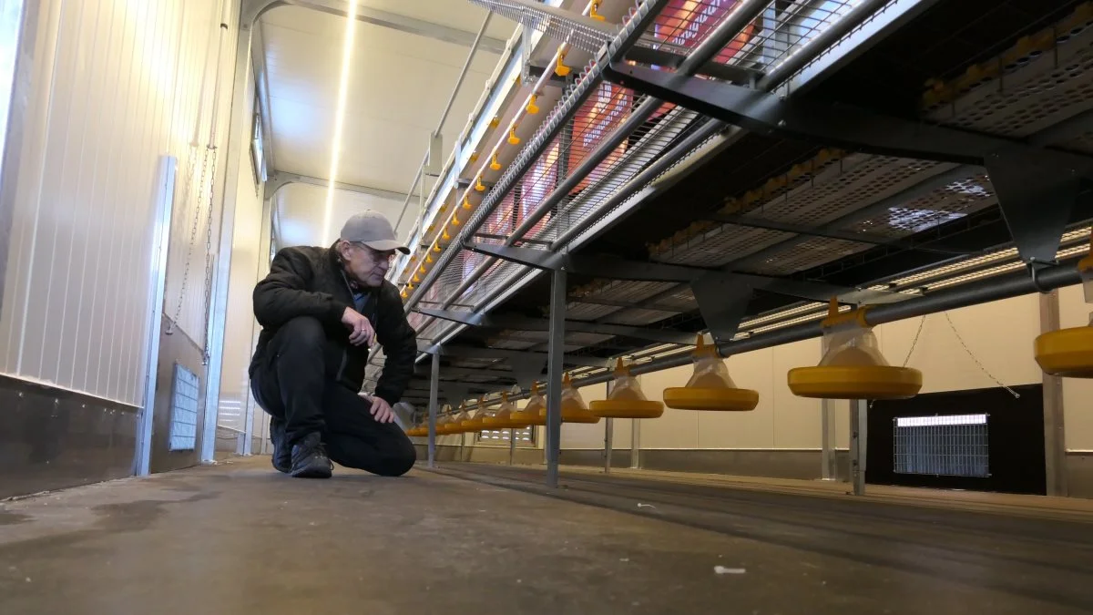 Fra gulvet i det mobile hønsehus kan hønsene nippe til foderet i foderskålene, der fyldes med automatik fra fodersiloen, der sidder på husets udvendige side. I midten rederne, og skal der hviles, fortsætter hønsene op ad trappen forbi drikkeniplerne, hvor de kan tage sig en tår før sovetid. 