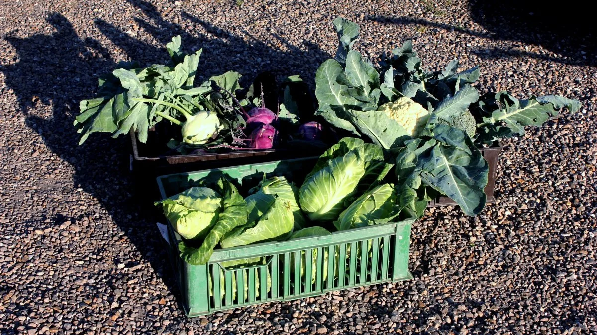 Aftenen vil også byde på oplæg fra Karl Henning Mikkelsen som er biodynamisk landmand. På billedet nogle af de afgrøder han dyrker på sin bedriftarealer ved Brande. Arkivfoto


