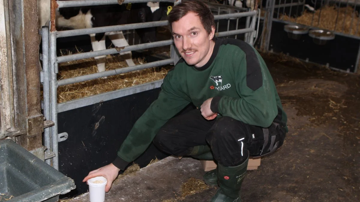 Christian Bøgh placerer bøtterne rundt i stalden, hvor det eneste, han gør, er at tage låget af.