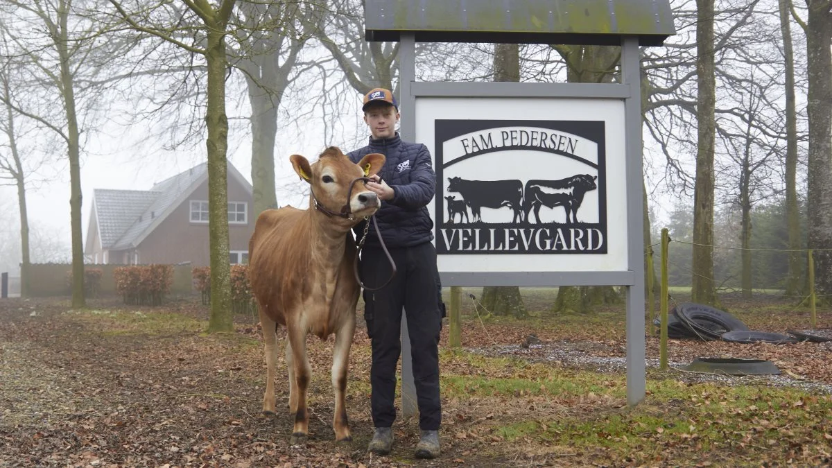 Vellevgård har omkring 250 jerseykøer. 15-årige Marckus er i stalden så meget som muligt.