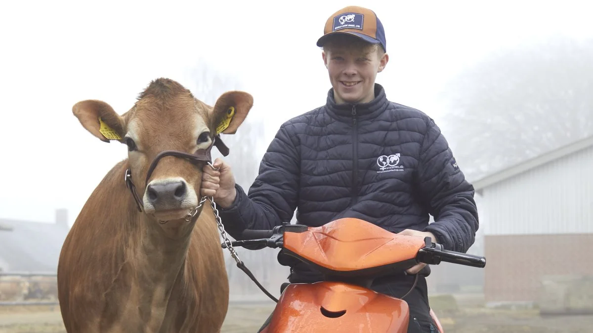 15 år, ung og vild med køer. Marckus Pedersen er klar til deltage i danmarksmesterskabet i klipning og trække dyr i ringen til årets Agro Nord. Fotos: Tenna Bang