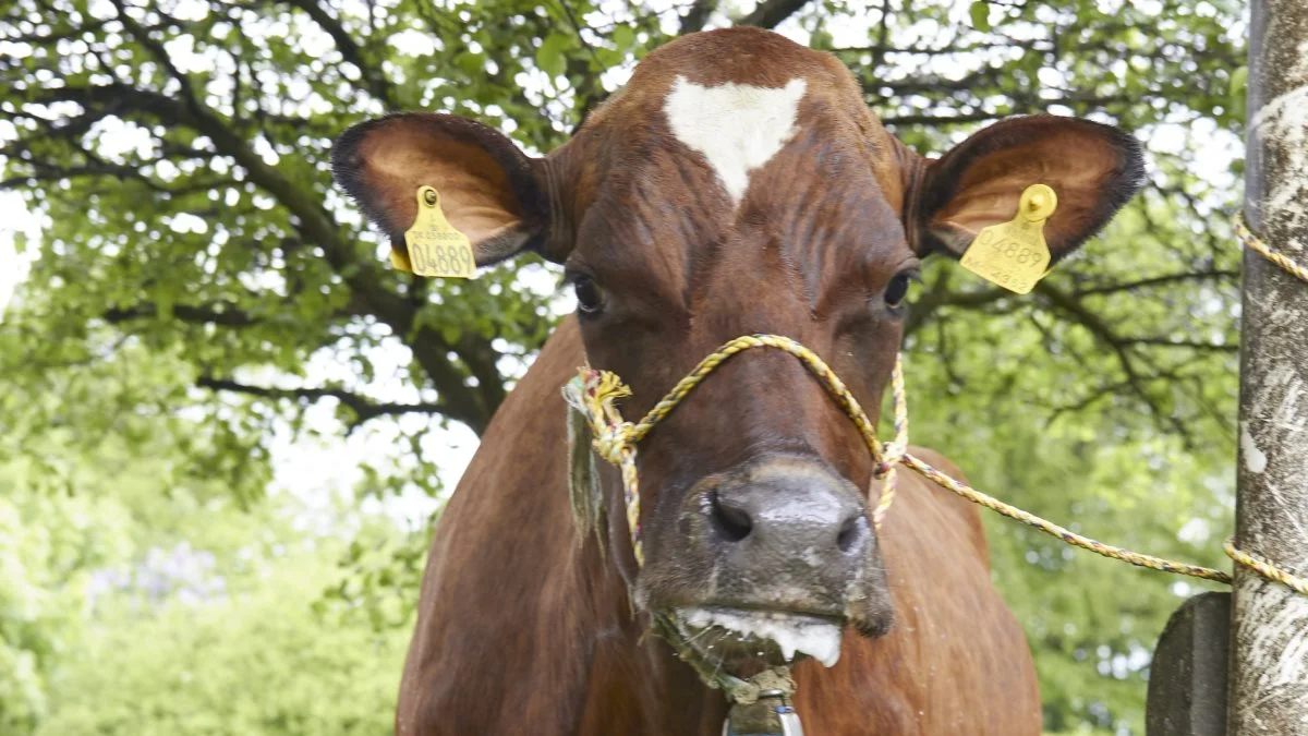 For første gang siden 2012 vil den røde race være at finde på årets Agro Nord, hvor over 200 dyr er tilmeldt. Arkivfoto: Tenna Bang