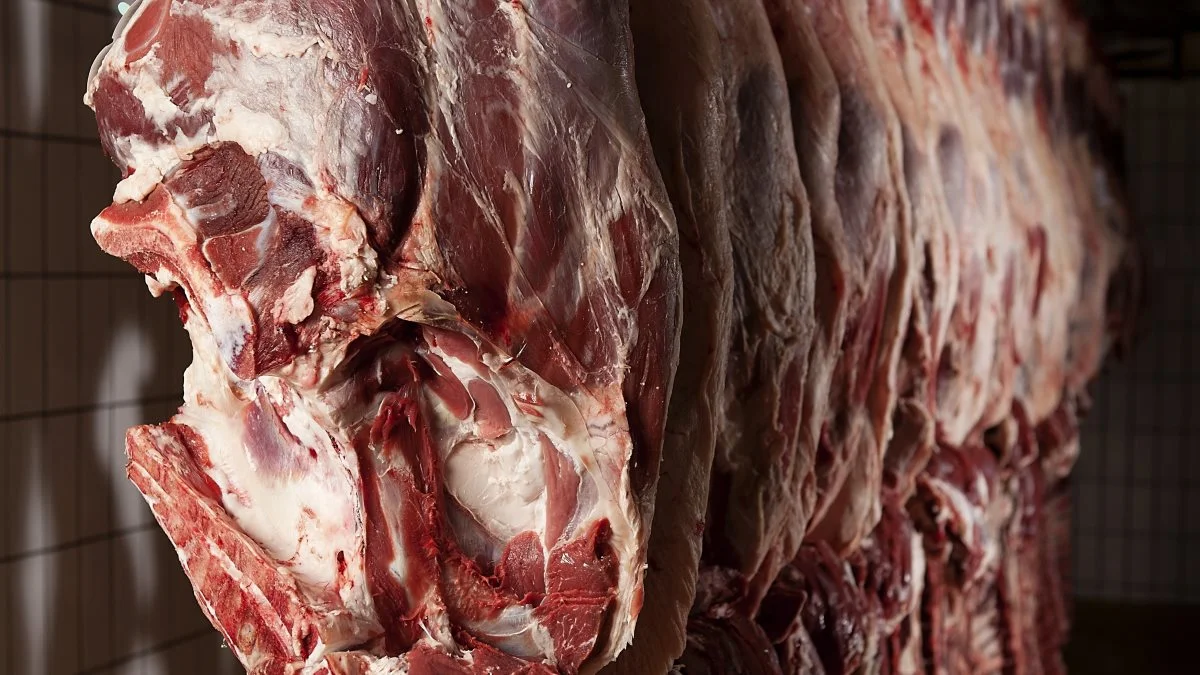 Skare Fleisch GmbH i Niebüll slagtede ugentligt cirka 400 kreaturer fra det nordlige Tyskland. Foto: Colourbox