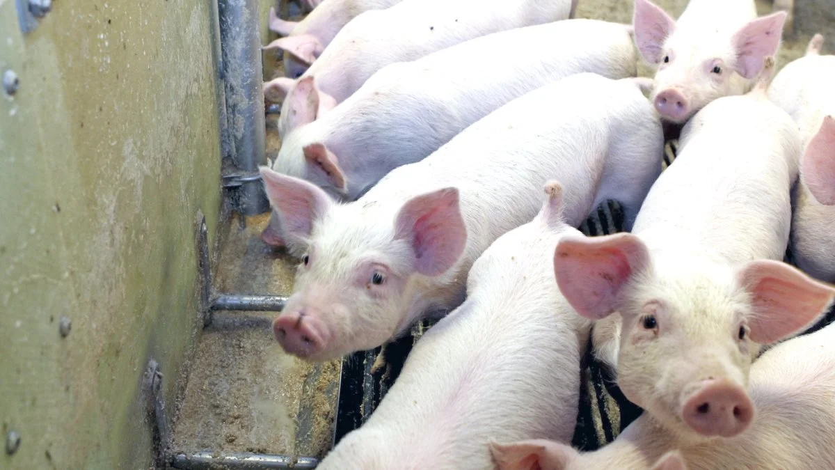 Der er over de seneste fem år lavet særdeles fornuftige afkast i dansk svineproduktion i henhold til de årlige Business Check Gris-opgørelser. Foto: Anne Wolfenberg