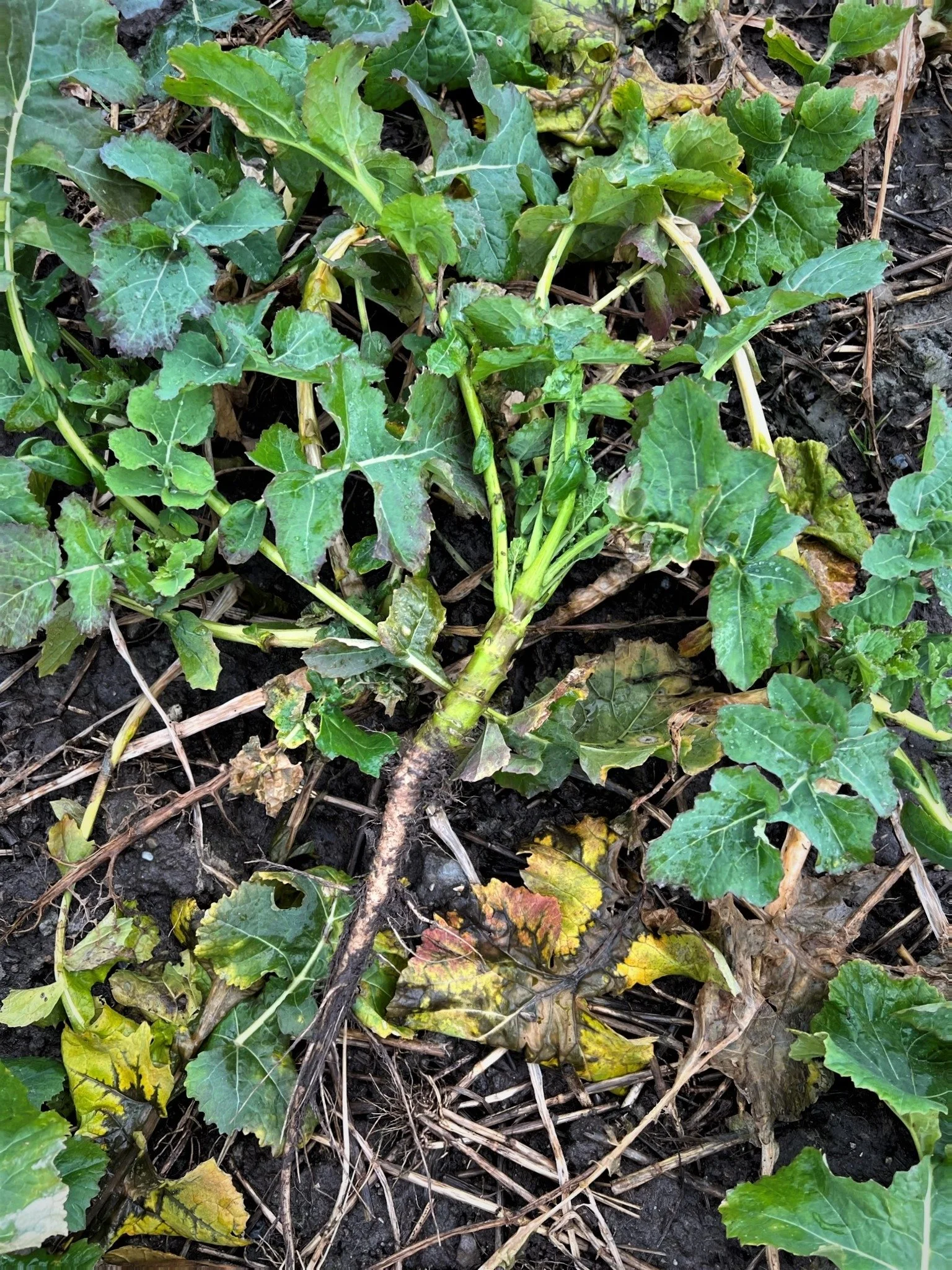 Rapsen på den varierede østjyske jord er stærk og veludviklet. Marken fik 50 mm regn, da såmaskinen forlod den. Det var tiltrængt i den tørre sommer, og etableringsmetoden med grubbesåning betød, at jorden ikke slæmmede sammen. Foto: Kasper Stougård 