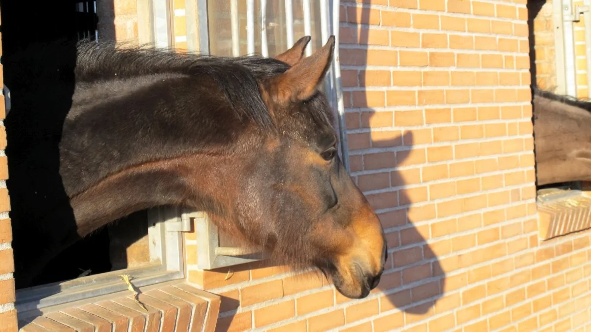 Der er tre foredrag på programmet under årets hingstekåring i Herning, hvor titlerne er: Genkender du hestens smerteadfærd?; Minimer risikoen for skader ved miljøskift og Forstå hestens mund. Arkivfoto: Camilla Bønløkke