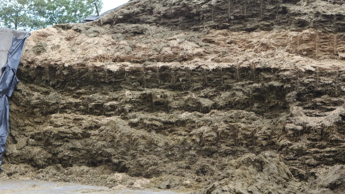 Saft fra ensilage er flere steder røget ud i vandløb i Hjørring, og har været medvirkende til forurening af vandløbene på grund af den meget våde start på 2023. Arkivfoto