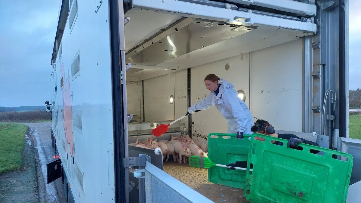550 smågrise blev denne morgen læsset af på Eskelund ved Gelsted.