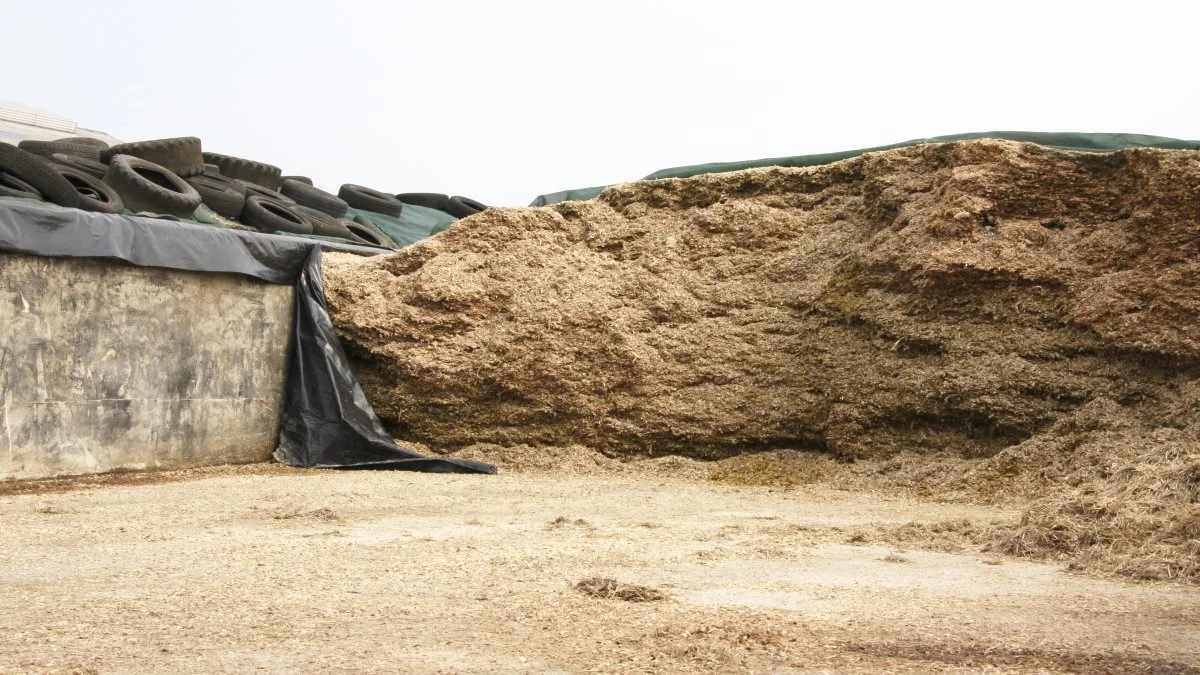 Det er landmanden, der har ansvaret for udsortering af plast til genanvendelse. Det gælder for eksempel plast fra ensilagestakken. Arkivfoto