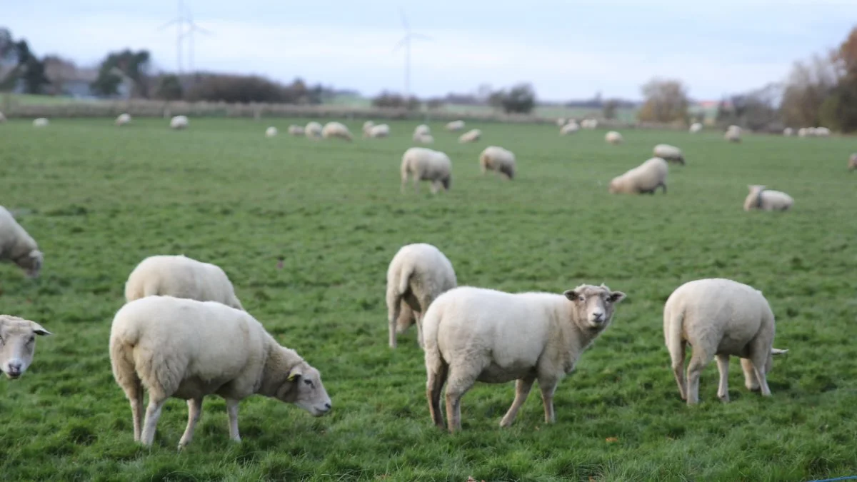 Regenerativt landbrug bliver ofte fremført som vejen til at udvikle landbruget i en mere klimavenlig og bæredygtig retning. Arkivfoto: Henriette Lemvig