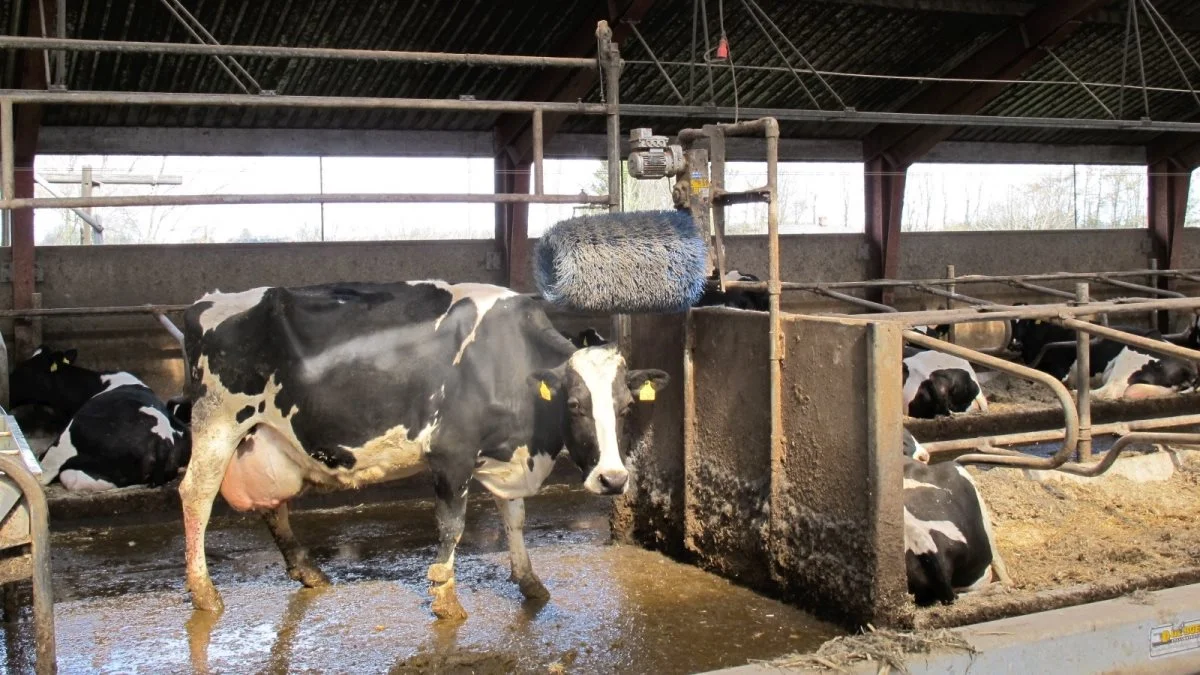 I tværgange med både vandkar og kobørste skal der fremadrettet være 5 meter. Er der kun en af delen, kan man nøjes med 4 meter. Er der hverken vandkar eller en kobørste i tværgangen, skal der være 2,5 meter. Arkivfoto: Camilla Bønløkke