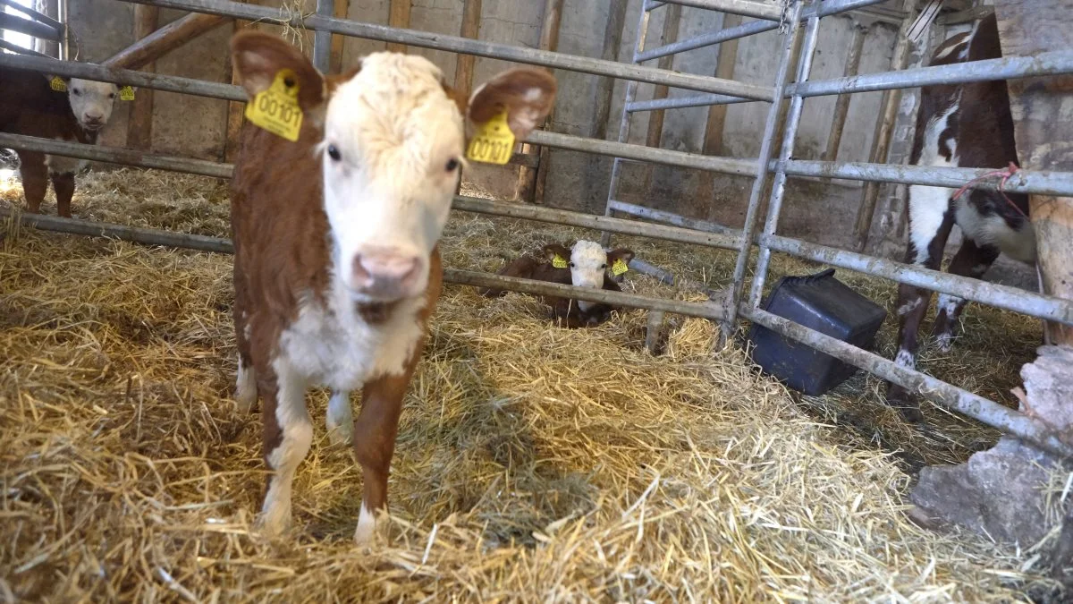 Efter et års ophold på en herefordfarm i Kansas fik Mike Brems 12 embryoner med hjem. ET-kalvene skal være med til at udvide besætningen, og denne tyr kan måske blive til en avlstyr.    