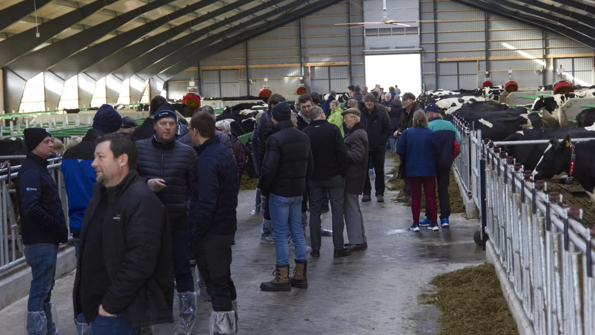 Rigtig mange mennesker lagde i går vejen forbi Hjallerup i Vendsyssel, hvor der var åben stald ved Per Aagaard Nielsen. Fotos: Tenna Bang