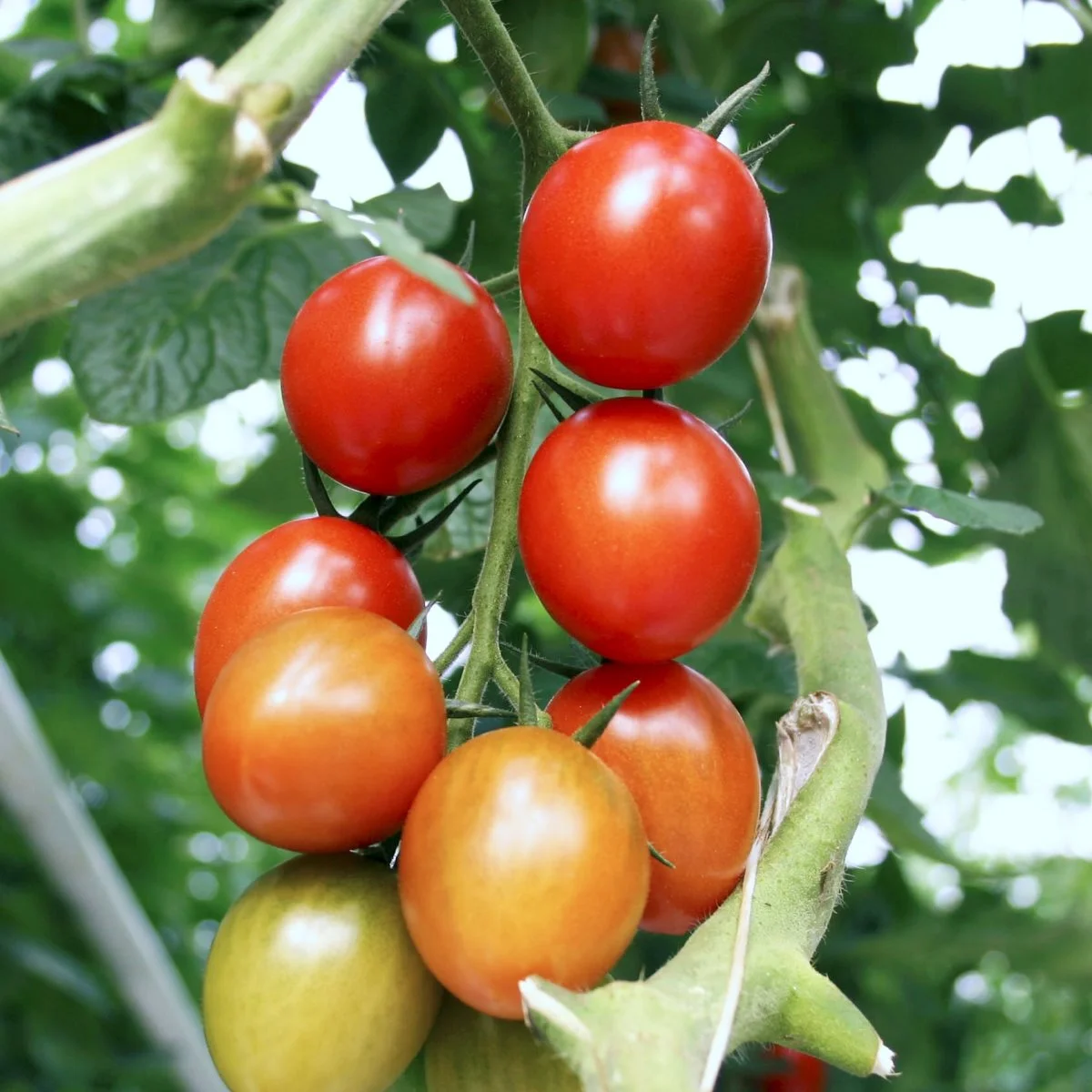 Såvel begyndere som garvede tomatdyrkere, har mulighed for at hente ny inspiration til den kommende tomatsæson, når Haveselskabet afd. Svendborg inviterer til inspirationsaften hos Yen Frydensberg Egebak i Gudme. Arkivfoto