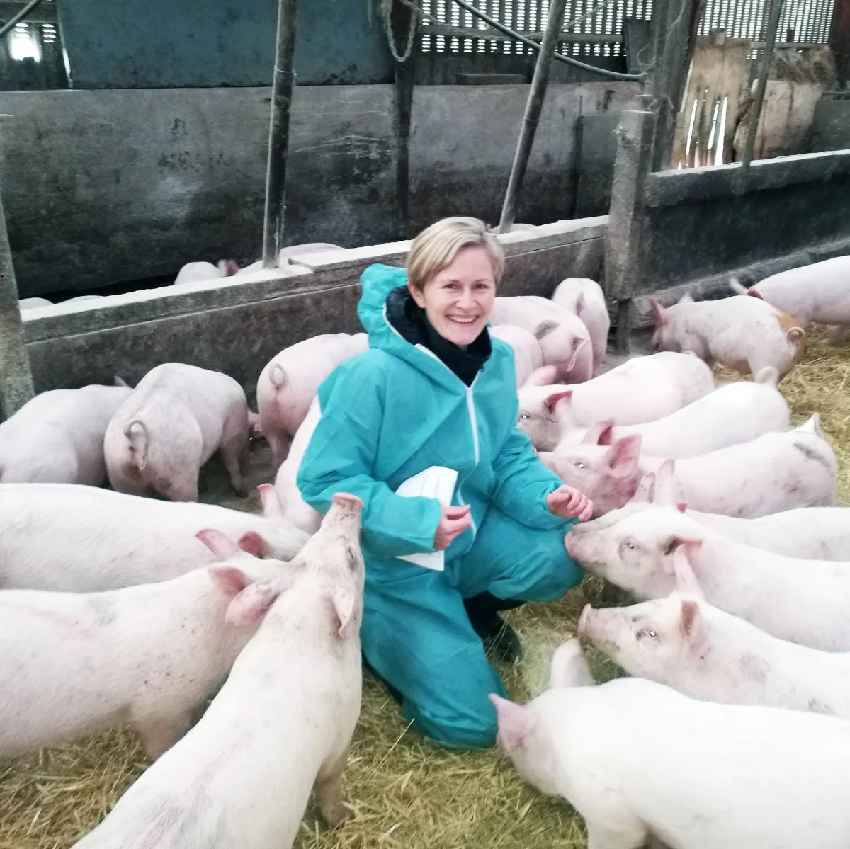 - Kunne minus kastration ikke gøres til en vindersag? Det spørgsmål stillede svinedyrlæge Mette Gade fra LVK, da der i sidste uge var Temadag for Udendørs svineproduktion. Arkivfoto