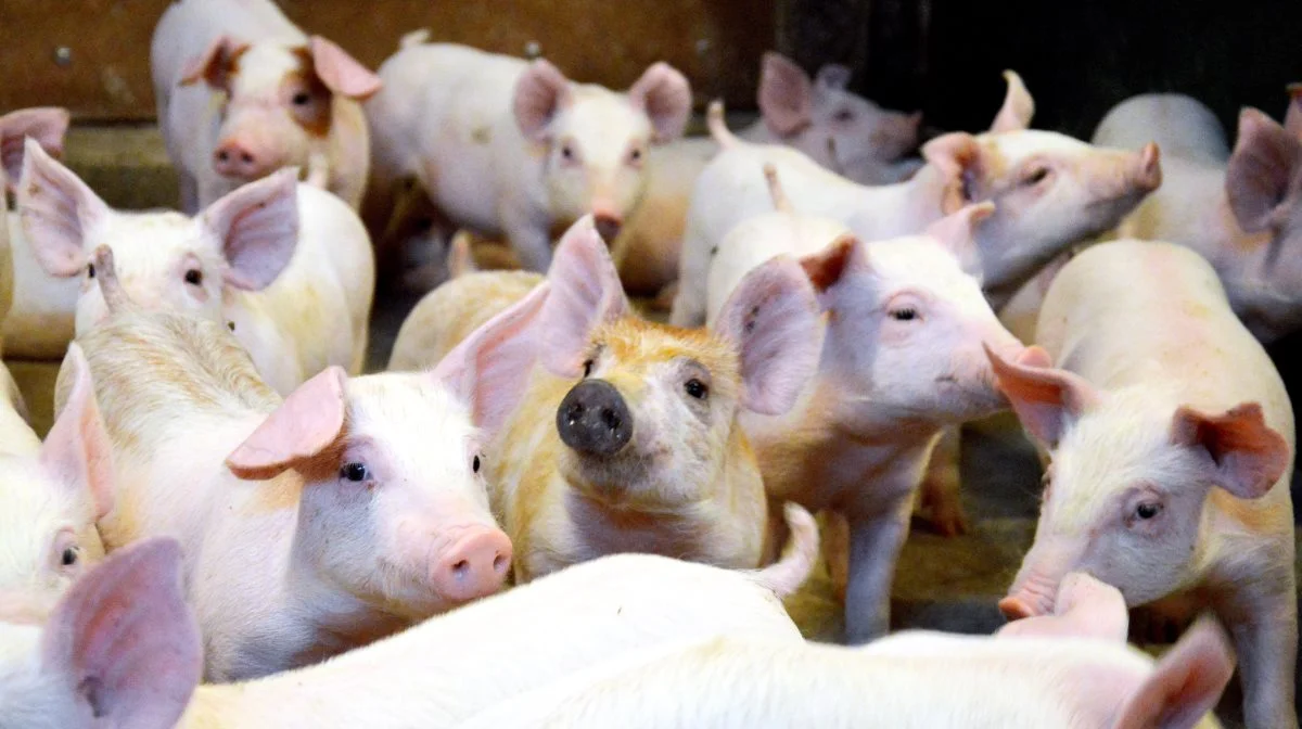 I de seneste år er det gået den rigtige vej med antibiotikaresistensen i bakterier fra fødevareproducerende dyr i flere EU-lande. Arkivfoto: Camilla Bønløkke