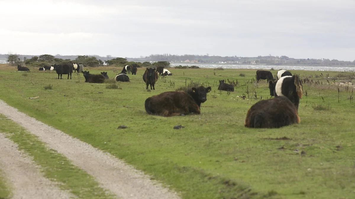 Alle levende organismer, herunder dyr og mennesker, udskiller CO2, som er livgivende for planterne og dermed en grønnere jordklode, skriver læserbrevsskribenten. Arkivfoto: Erik Hansen