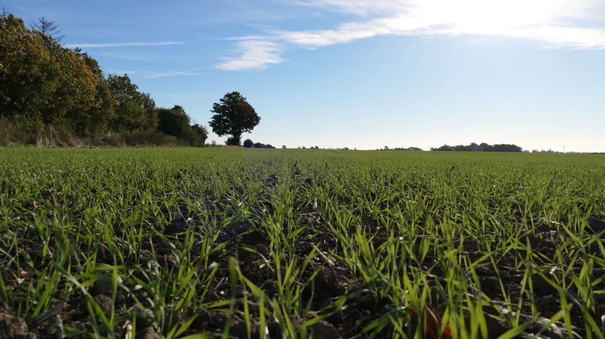 Jo flere mennesker og dyr, vi er på kloden, des mere både respiration og tilsvarende plantevækst må der også være, hvis vi skal være klimaneutrale. Derfor burde landbruget belønnes og ikke straffes, når de fremavler gode og sunde afgrøder, skriver Jørn Rasmussen, formand for Nye Borgerlige i Vordingborg. Arkivfoto: Camilla Bønløkke