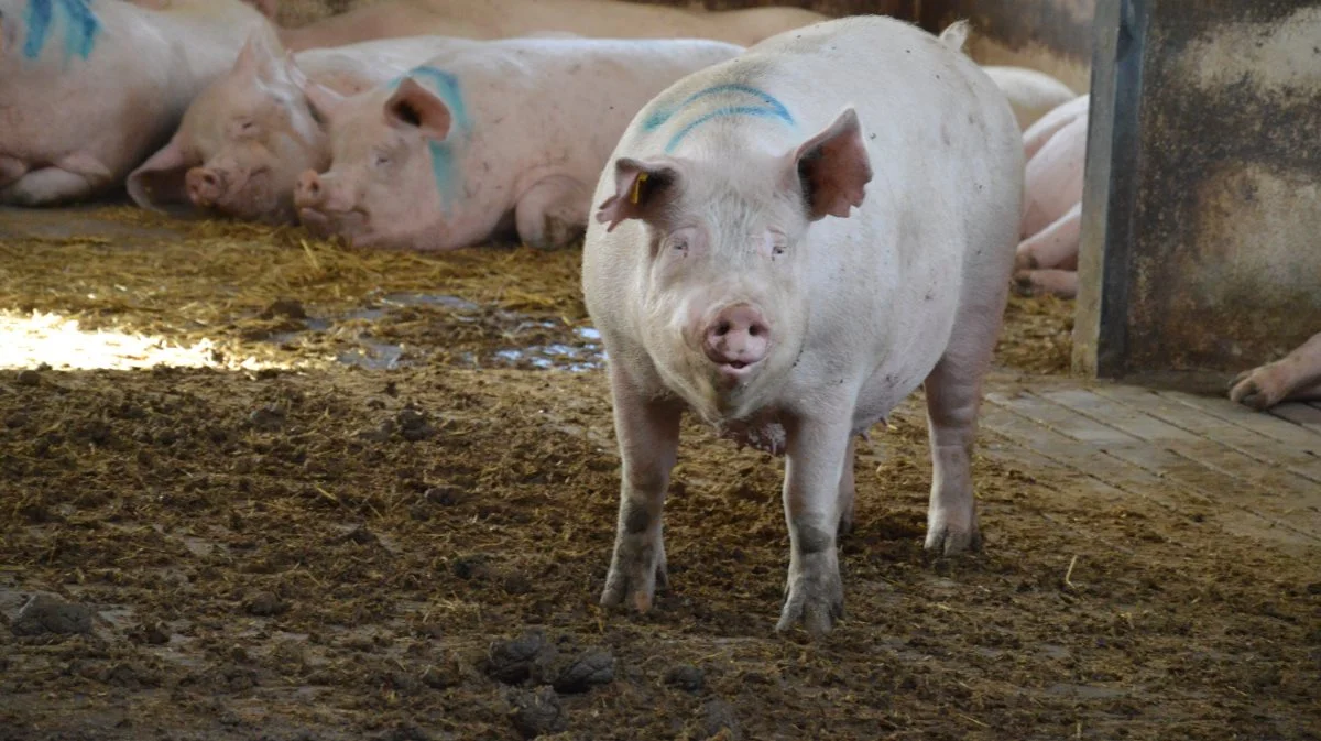 Den hyppigste årsag til aflivning af en so i besætningen er ben- og klovproblemer.  Arkivfotos: Camilla Bønløkke