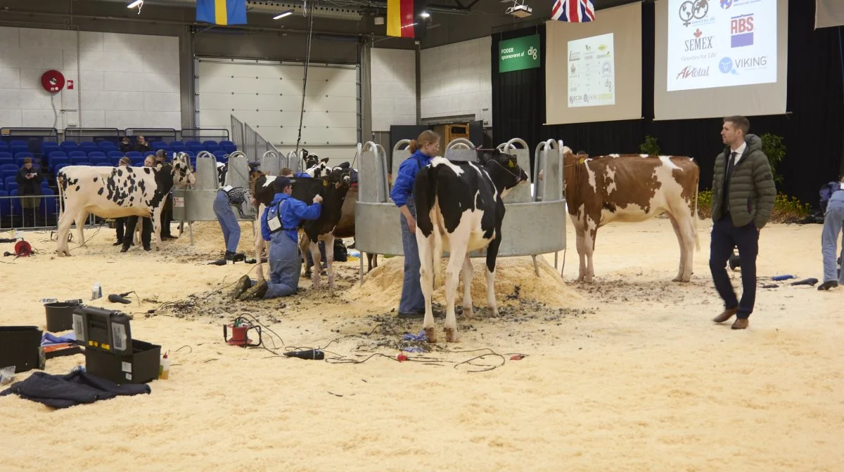 Der var fuld koncentration under danmarksmesterskaberne i klipning. Foto: Tenna Bang