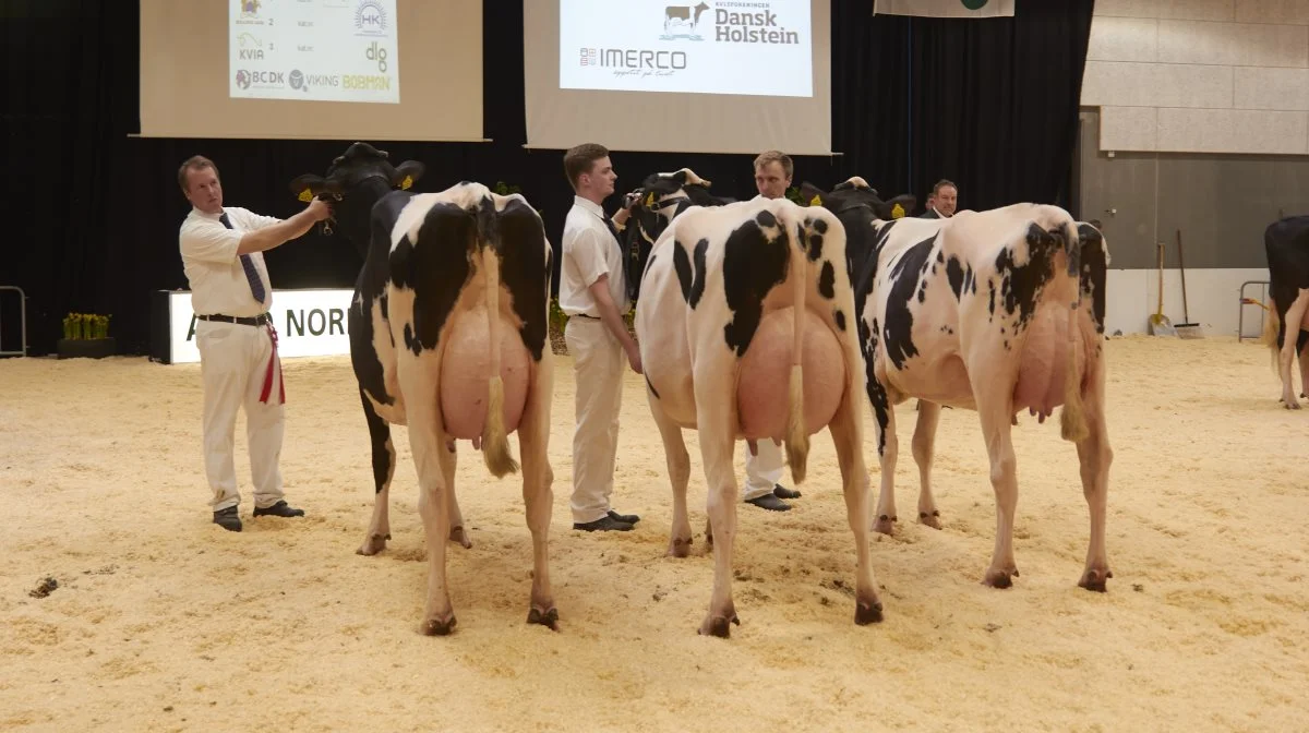 Bedste holsteinbesætningsgruppe: Raunhøj Dairy, Hjortshøj.