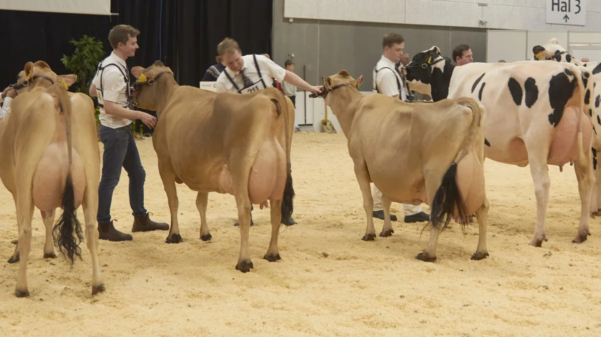 Den gamle ko fra Tastum Jersey fik opmærksomhed fra både dommerne, de andre udstillere og publikum. 18 år gammel og har leveret 15 kalve. Ejeren Thomas Søgaard trak selv koen i ringen. Foto: Tenna Bang 