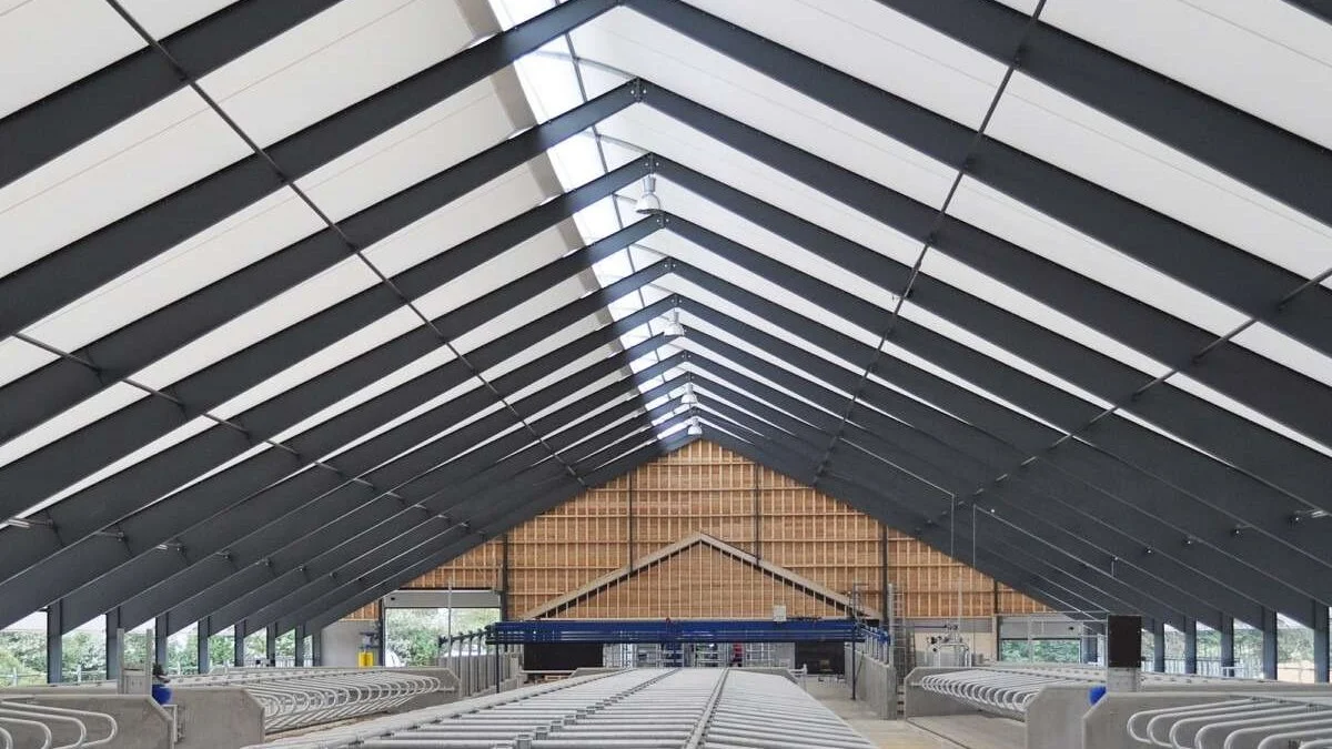 Køerne får dagslys og et bedre staldmiljø med et tag over dem af hvid tagdug. Det skulle gerne give bedre trivsel, velfærd og ydelse på sigt. Foto: Uniqcover