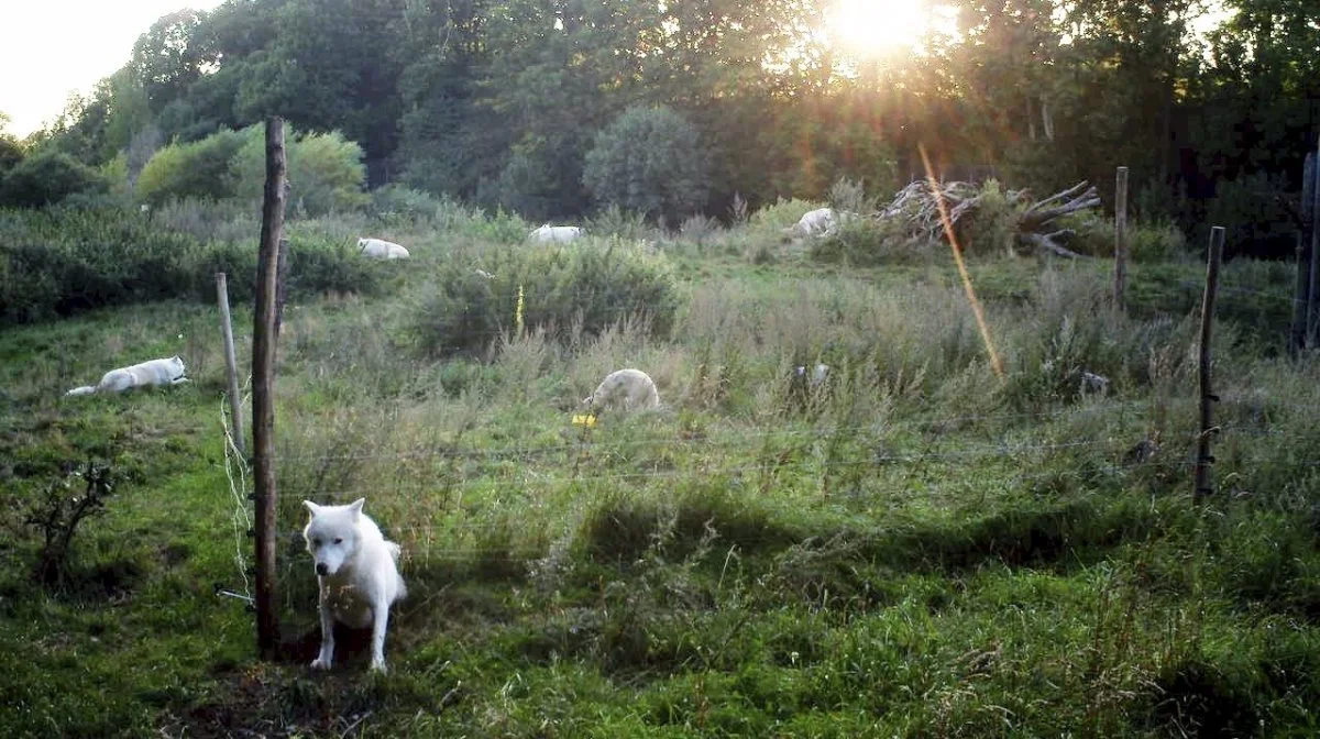 Antallet af ulve i Danmark har været stigende det sidste år, og det samme har antallet af ulveangreb på husdyr. Arkivfoto