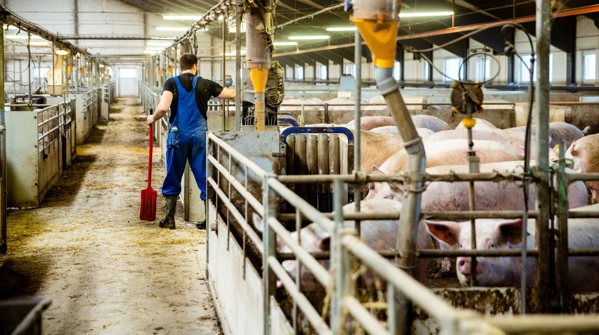 - Når man taler om tilskudsstoffer til svinefoder, kan man give det et skud i et par måneder. - Stop herefter op, og se, om det har givet den ønskede effekt. Hvis ikke, så ud med det igen, lyder det fra Peter Mark Nielsen, som er konsulent i Svin i Velas. Foto: Jesper Balleby/Velas