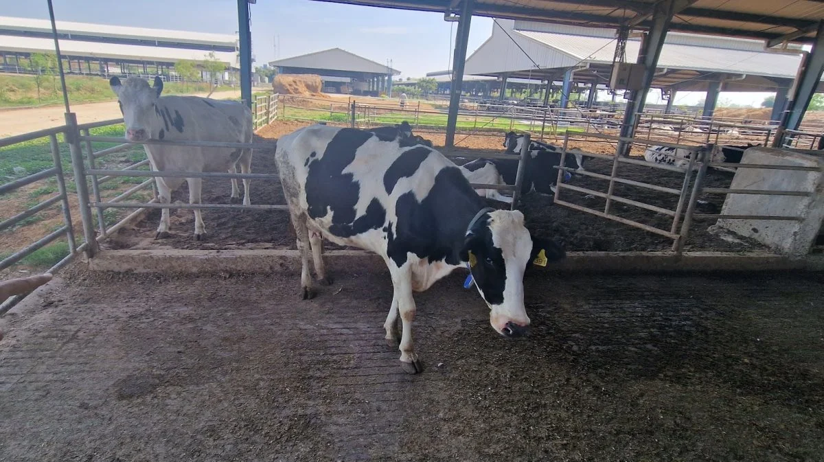 Holstein-køer har større udfordringer med de fugtige 40-50 Celcius om sommeren end Jersey har.