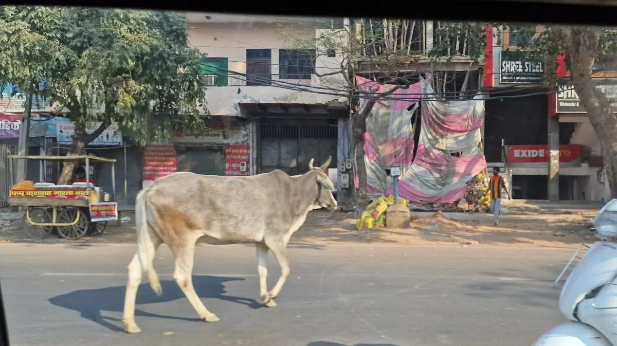 Mindst fem millioner udtjente køer strejfer nu om på landet i Indien og laver store afgrødeskader. Men de må ikke bekæmpes. Fotos: Jørgen P. Jensen