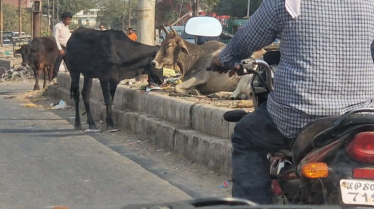 Den nuværende regering i Indien er orienteret mod hindu-religionen og har derfor skærpet bøderne for ikke at respektere de hellige køer og give dem plads i trafikken. Man ønsker endnu mere hensyn til køerne.