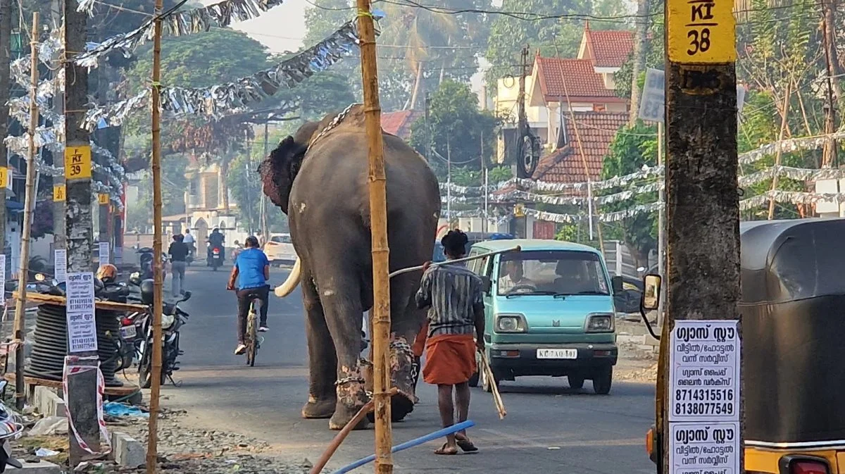 Der går også andre dyr rundt på vejene i Indien. Sammen med mange vilde hjorte og dyr er landmændenes afgrøder ofte skadet, inden de når høst.