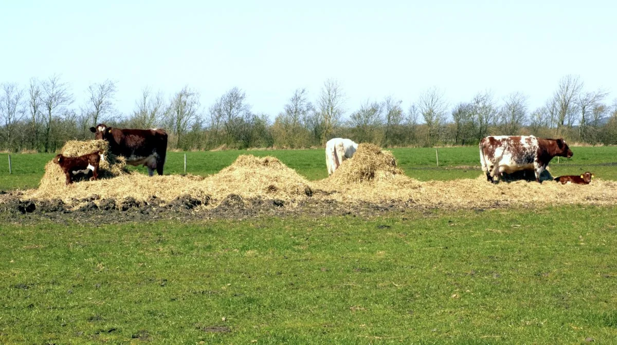 Korthornskoen er en truet art.