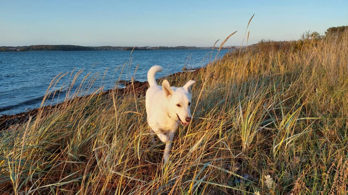 Fra 1. april skal hunden i snor på stranden. Foto: Camilla Bønløkke